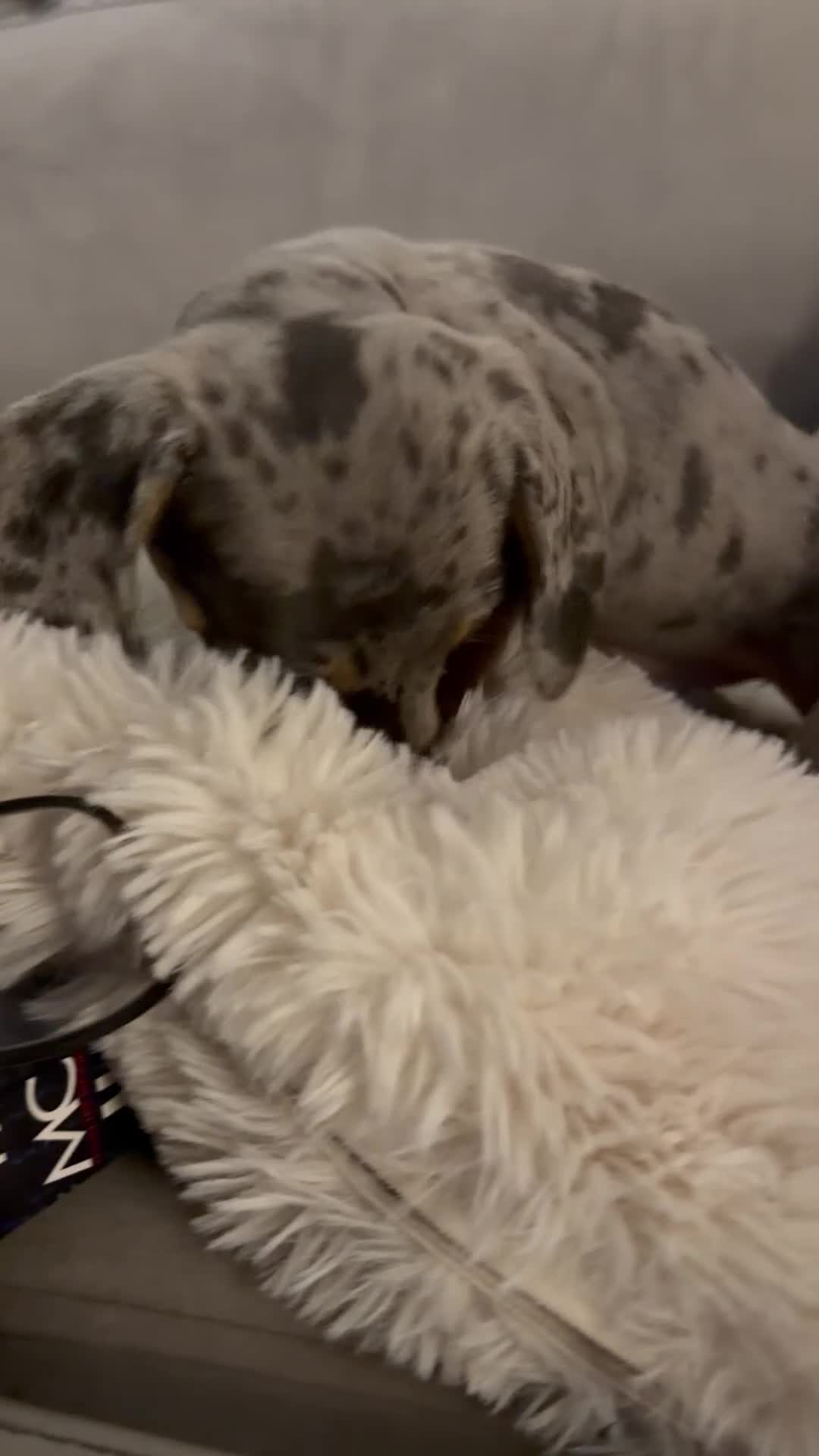 Dachshund dogs for sale: 3 beautiful dashound puppies !  - Video 5