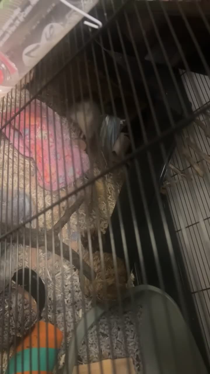 Rat rodents for sale: 4 rats + cage and accessories  - Video 1