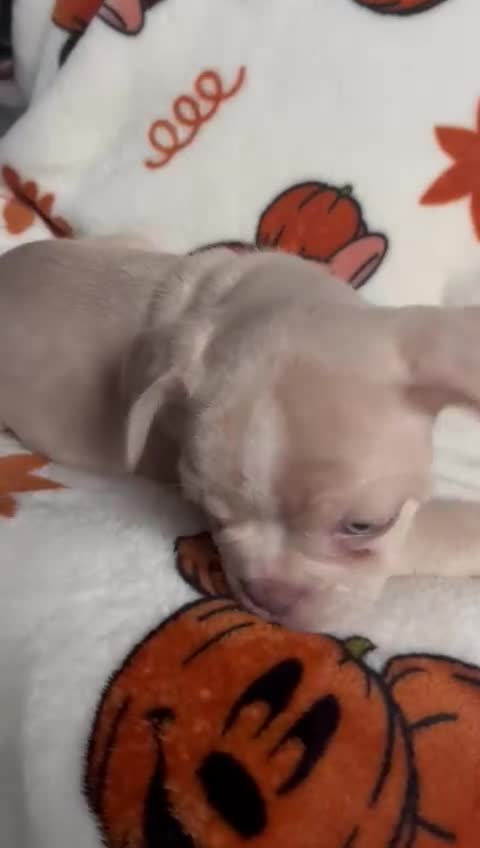 French Bulldog dogs for sale: TOP QUALITY FRENCH BULLDOGS  - Video 5