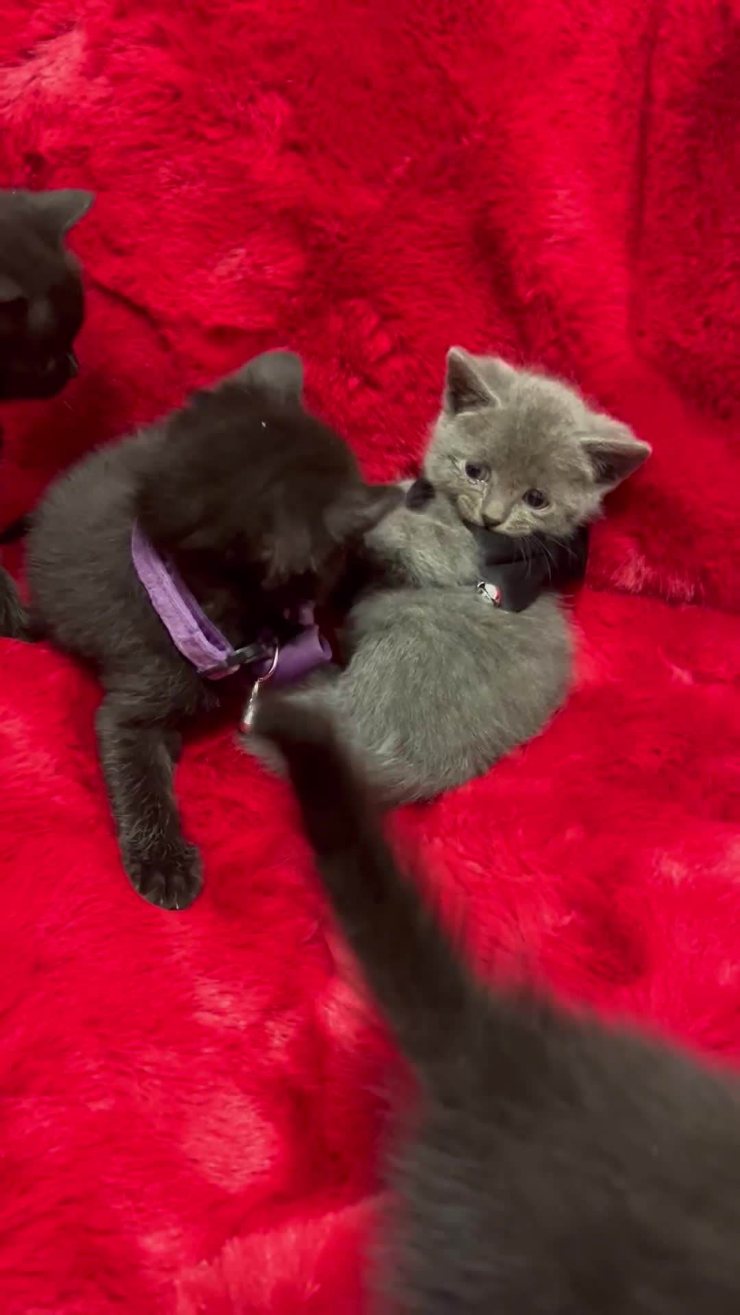 Mixed Breed cats for sale: kittens looking for a new home - Video 3