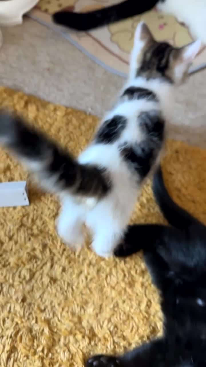 Domestic Shorthair cats for sale: Kittens  in Guildford - Video 3