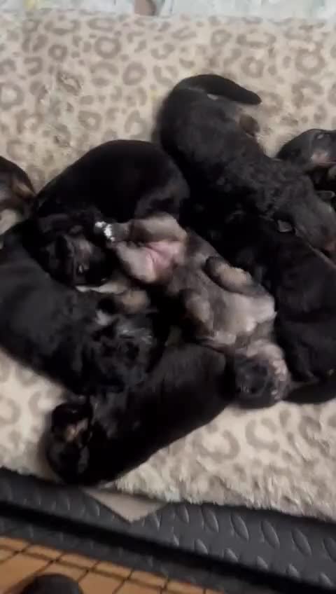 German Shepherd dogs for sale: German shepherd puppies Amber blood line  - Video 4