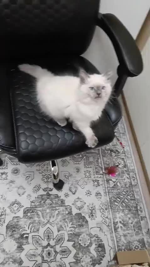 Ragdoll cats for sale: Ragdoll female kitten - Video 1