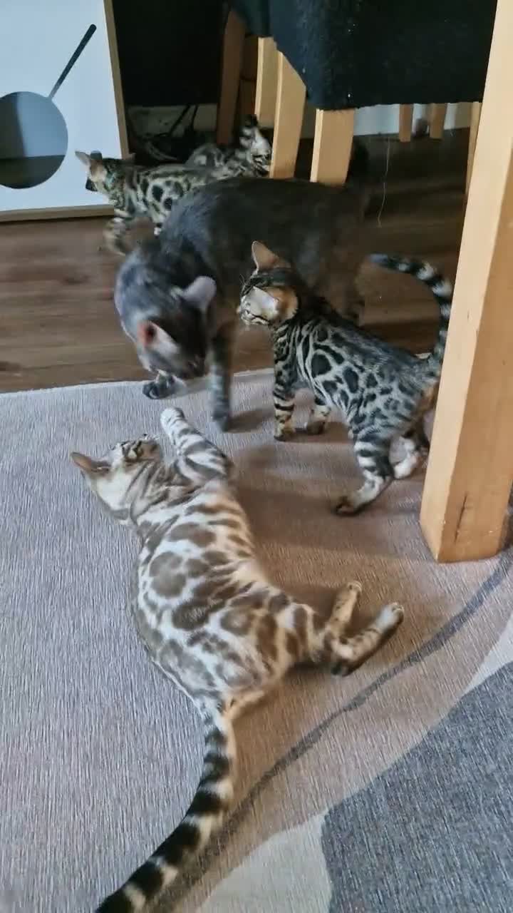 Bengal cats for sale: READY Genetic & Health Tested Bengal Kittens - Video 1