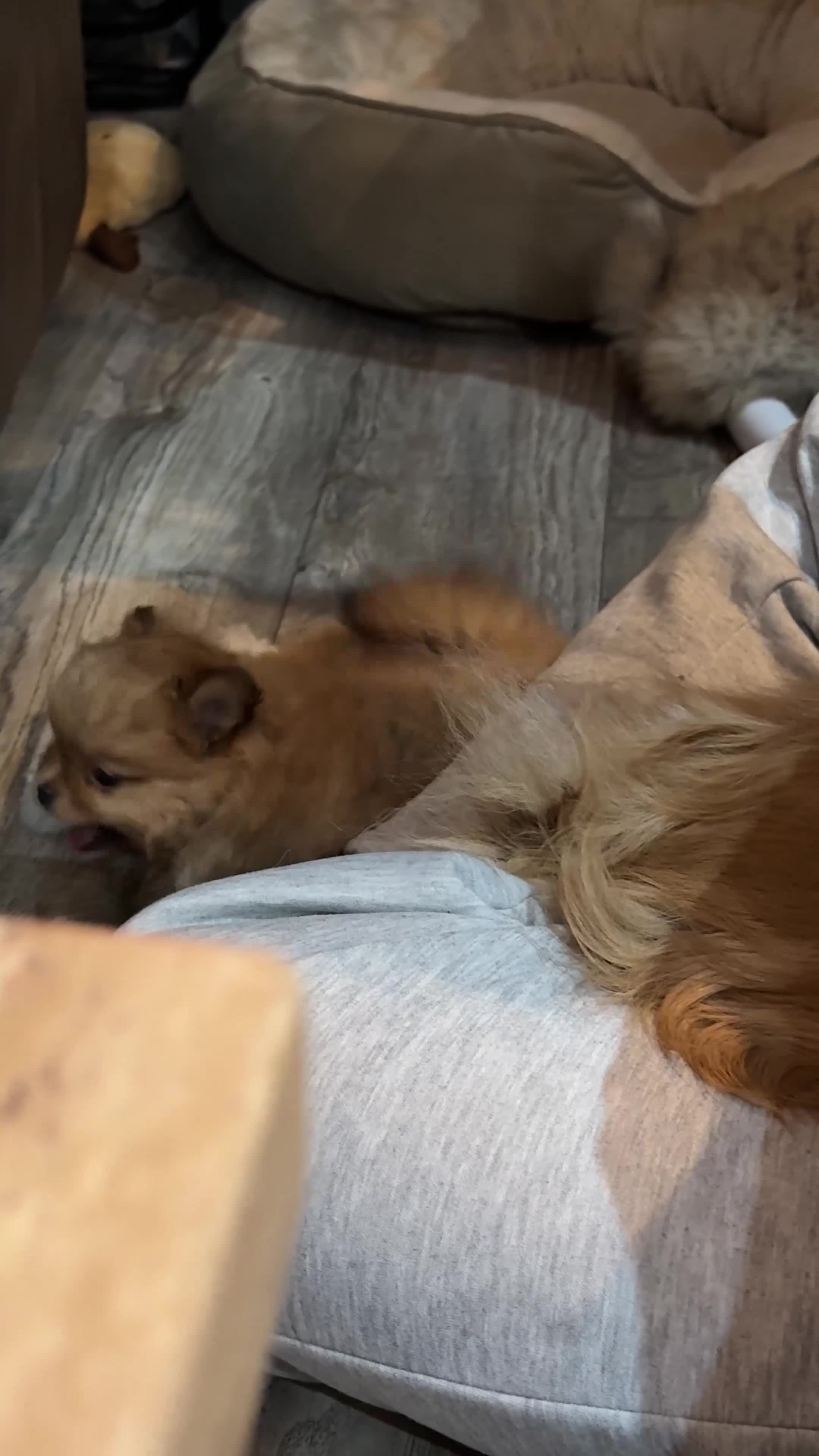 Pomeranian dogs for sale: KC Registered Pure Pomeranian,Teddy Bear Type in Livingston - Video 1