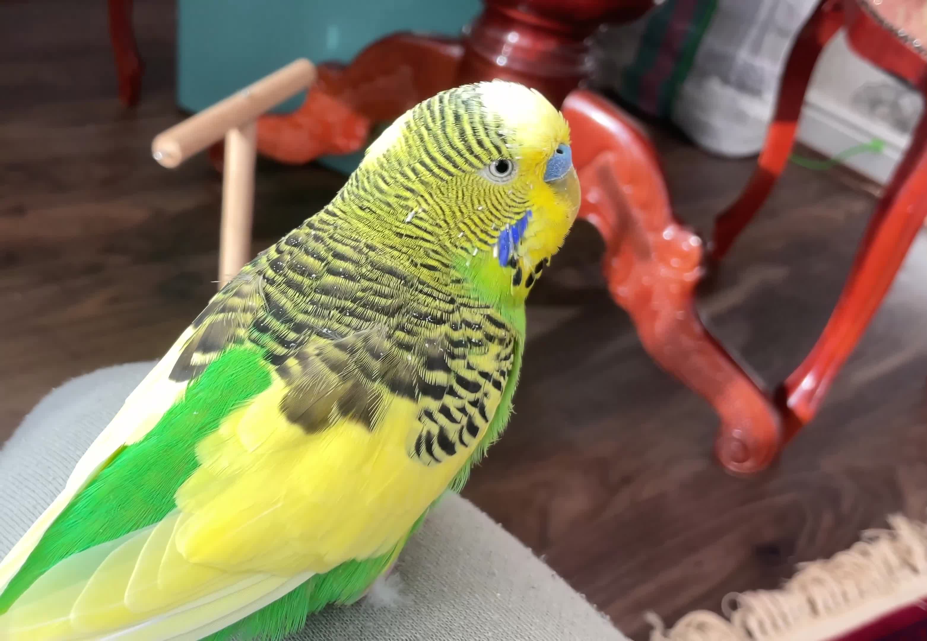 Budgerigars birds for sale: 🐦 Tame English Budgie + Full Setup (3yr Old Male) - Video 2