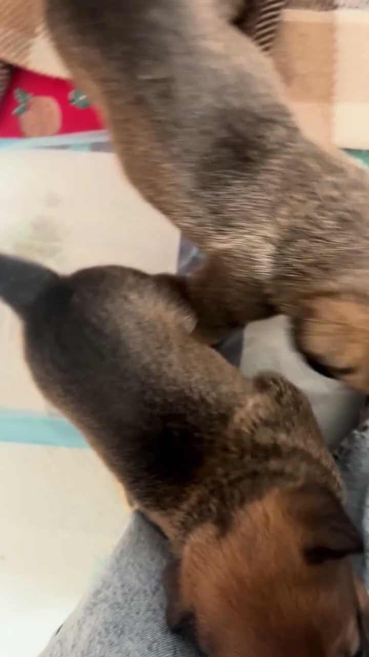 Mixed Breed dogs for sale: Beautiful Rottweiler + Belgian Malinois Puppies  - Video 3
