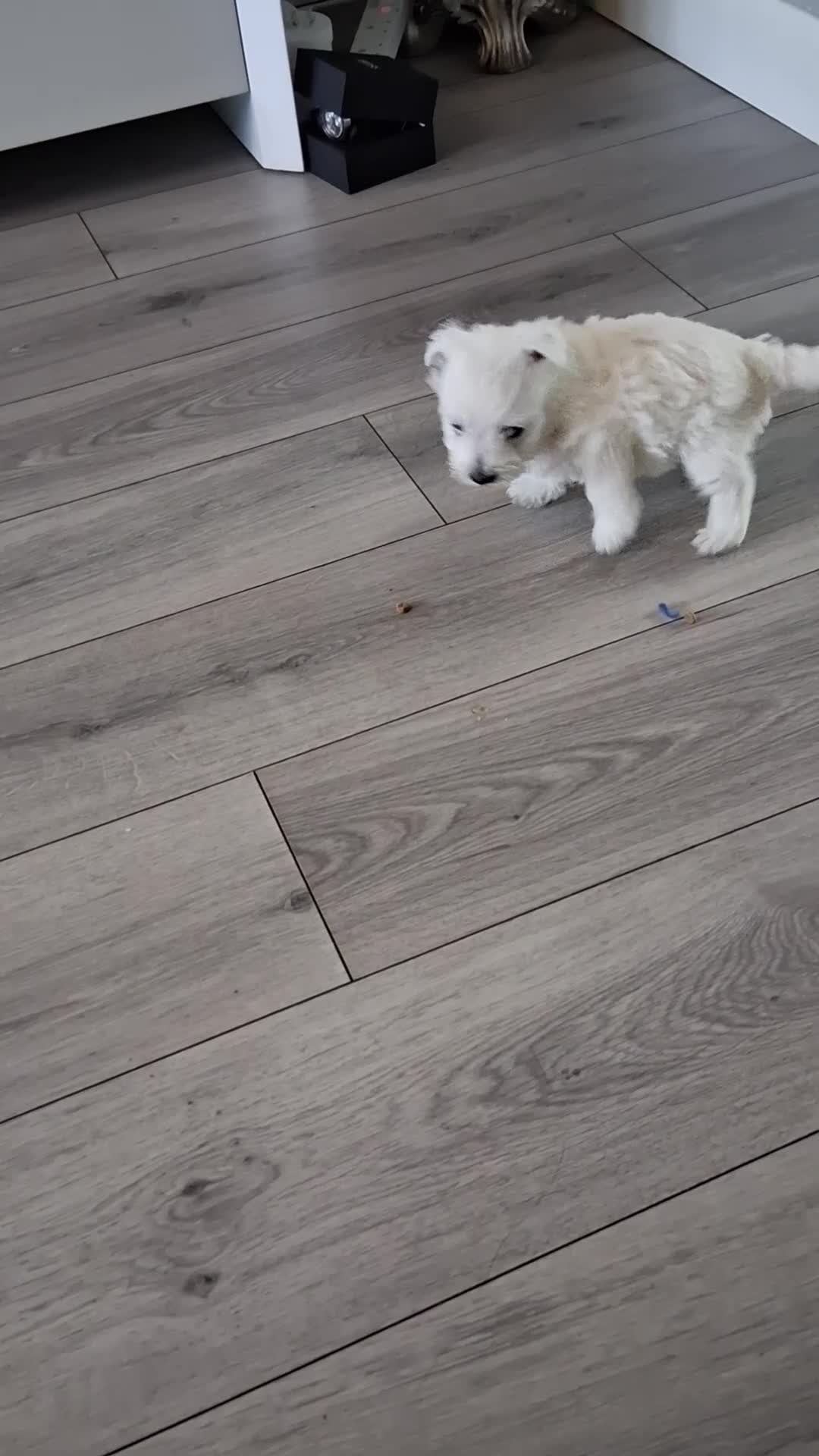 West Highland Terrier dogs for sale: Westie pups - Video 1