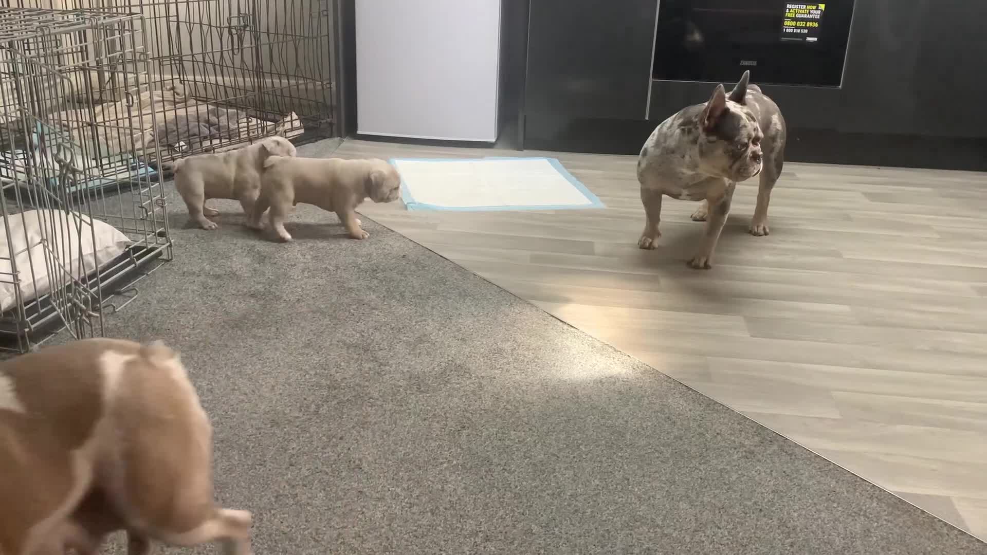 French Bulldog dogs for sale: French bulldog puppies with lilac and merle  - Video 2