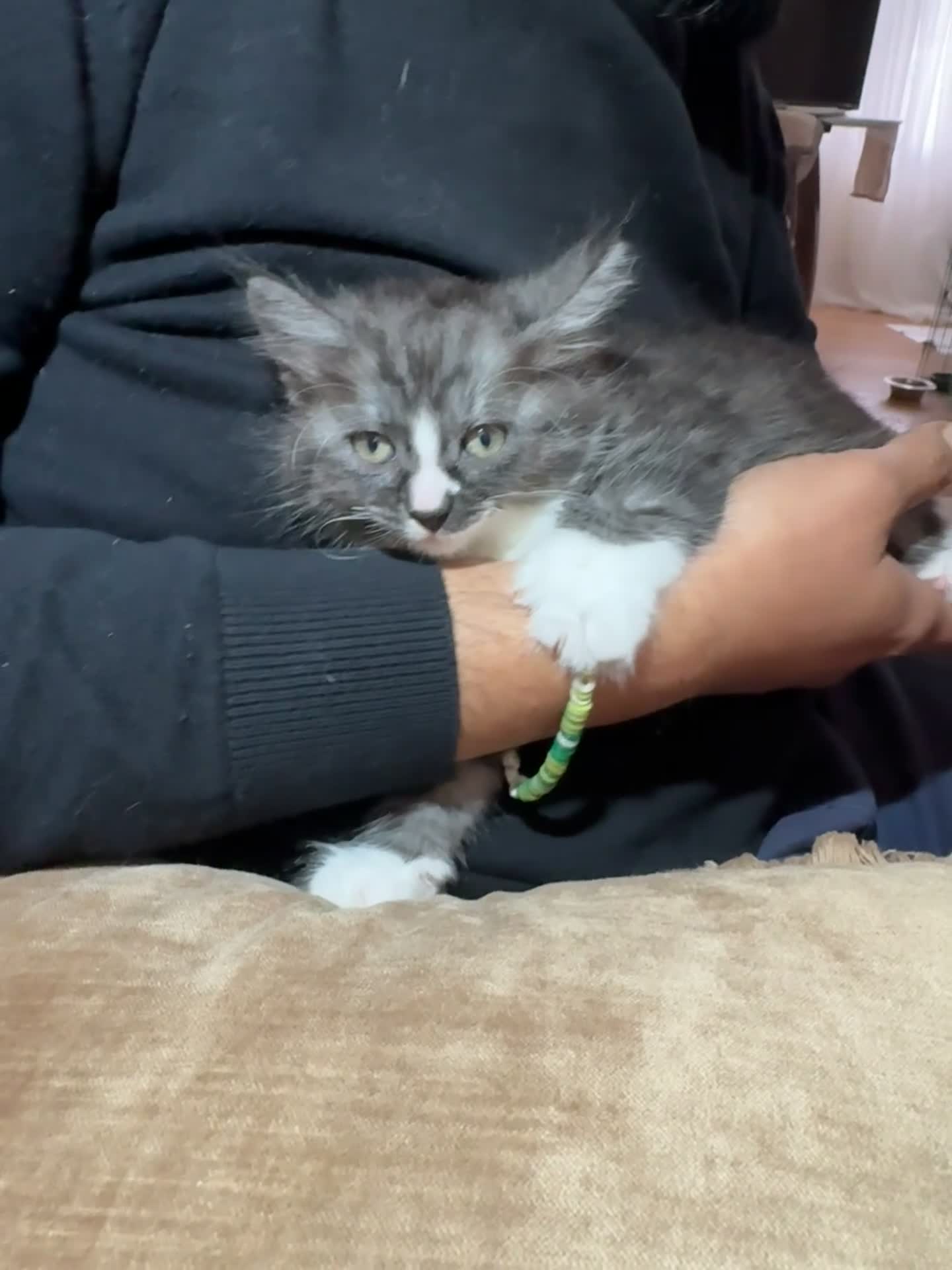 Mixed Breed cats for sale: Bengal and British shorthair short hair mix - Video 5
