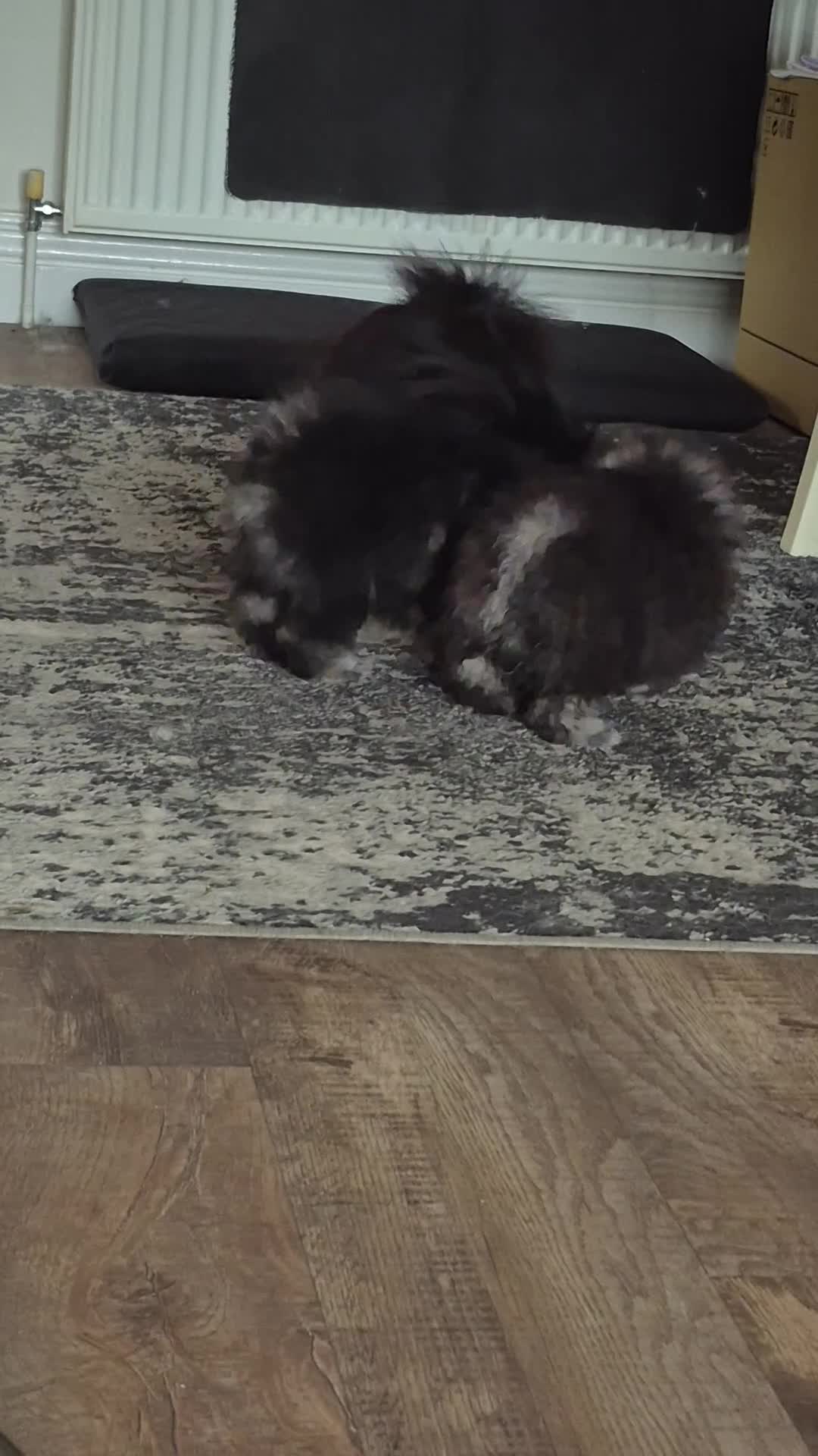Pomeranian dogs for sale: Gorgeous Pomeranian  - Video 2