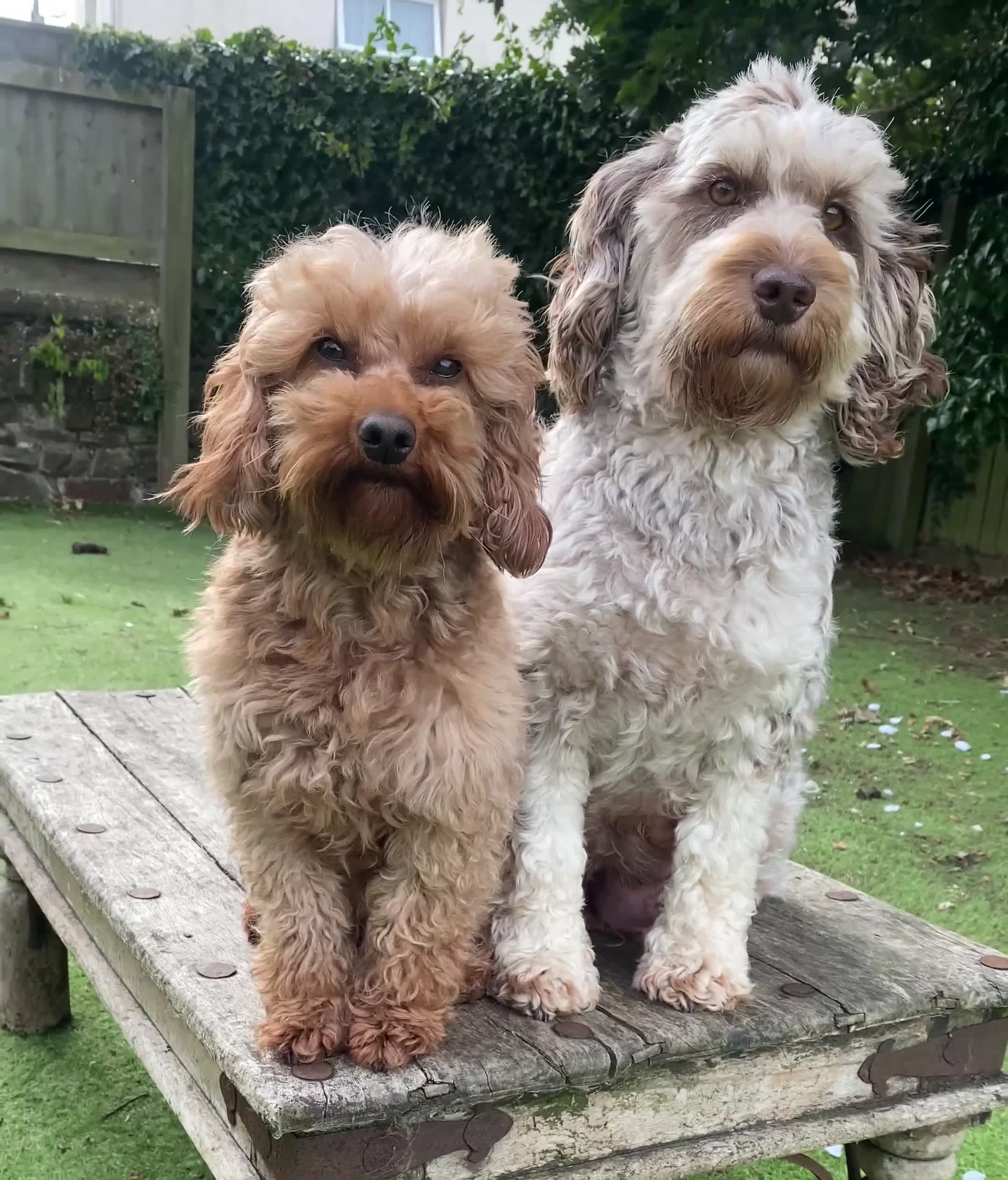 Mixed Breed dogs for sale:  Cavapoo x Cockapoo Ready 9th August - Video 1