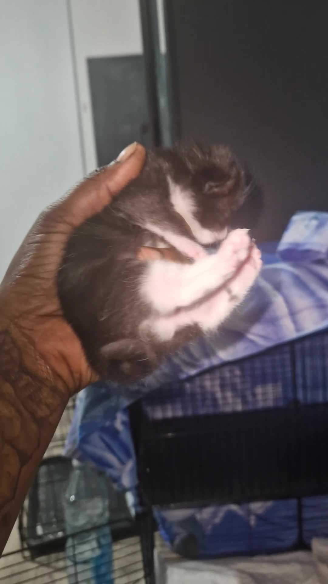 Mixed Breed cats for sale: 3 fluffy Kittens for sale  - Video 1