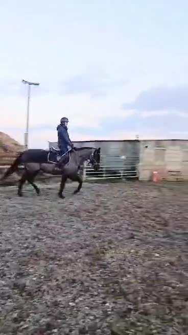 English Thoroughbred horses for sale: Eventing prospect  in Grimsby - Video 1