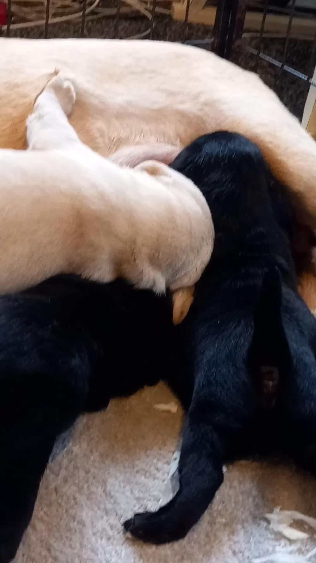 Labrador Retriever dogs for sale:  Retriever Ladrador puppies for sale - Video 1