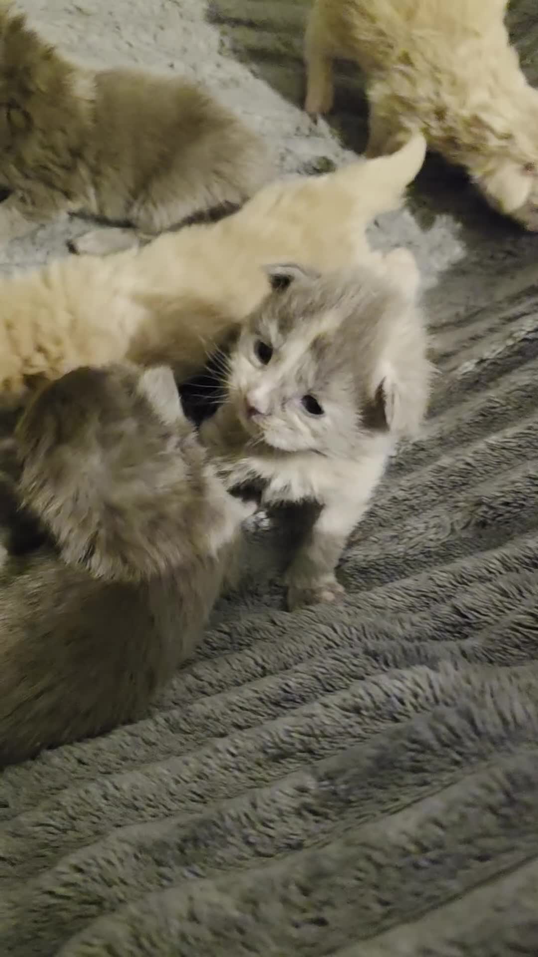 Maine Coon cats for sale: Maine coon pedigree kittens  - Video 1