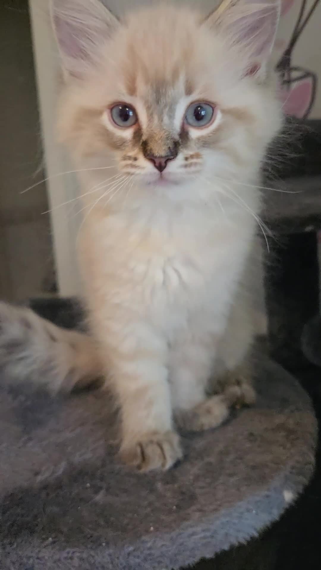 Ragdoll cats for sale: Purebred Lynx/Blue point Ragdoll kittens, 1 left!! - Video 2