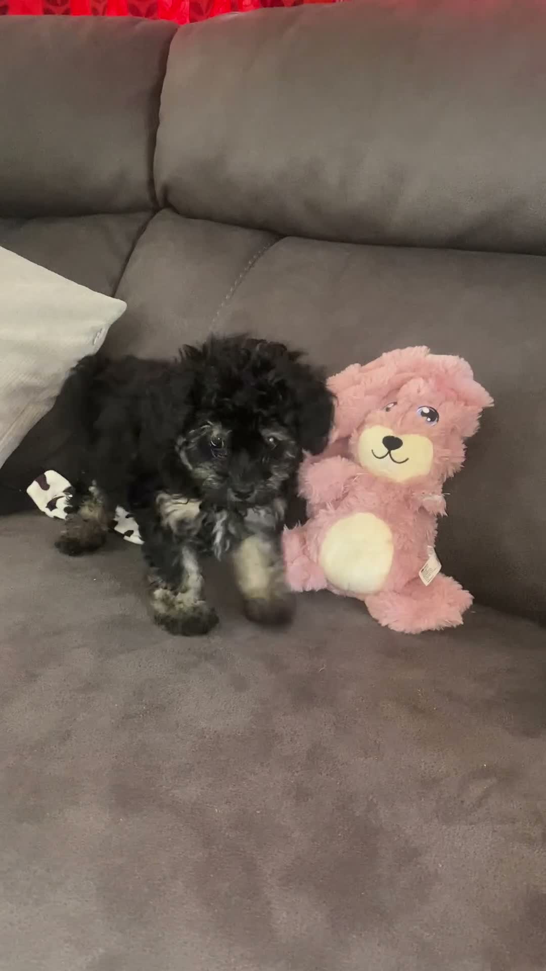 Toy Poodle dogs for sale: KC Toy Poodles gorgeous litter of 4 - Video 1
