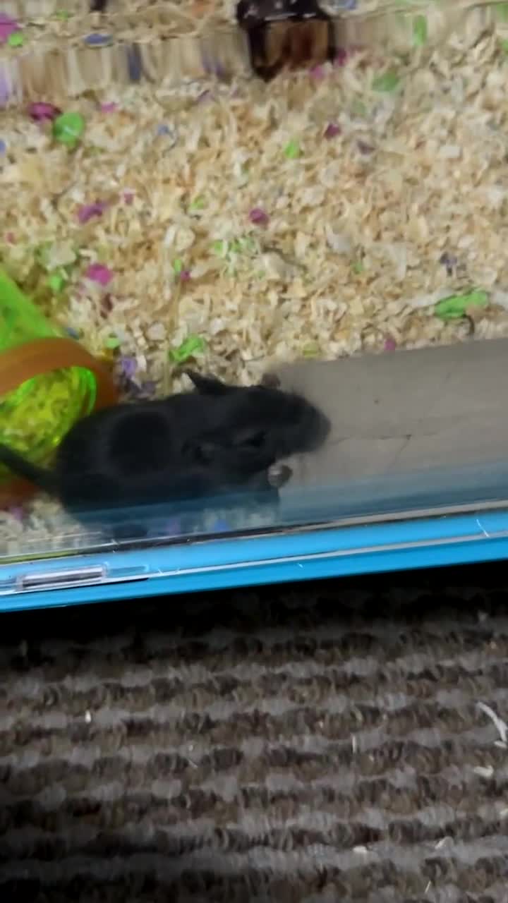 Gerbil rodents for sale: 2 Female Gerbils 10-11 Weeks old - Video 1