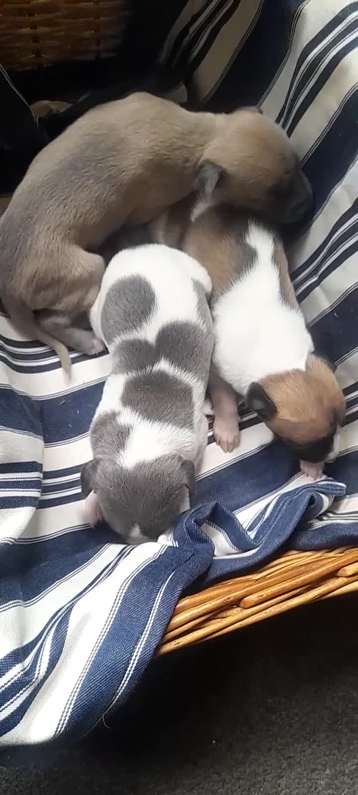 Whippet dogs for sale: Kc registered whippet pups  - Video 2