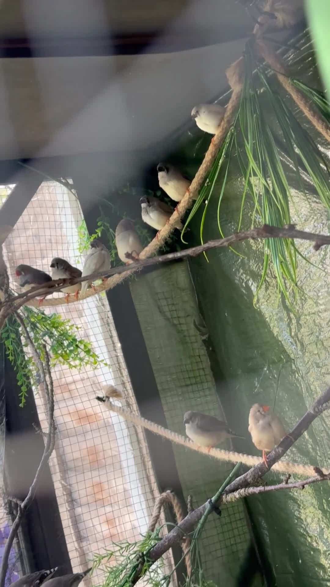 Finches birds for sale: Baby Zebra Finch!!  - Video 2