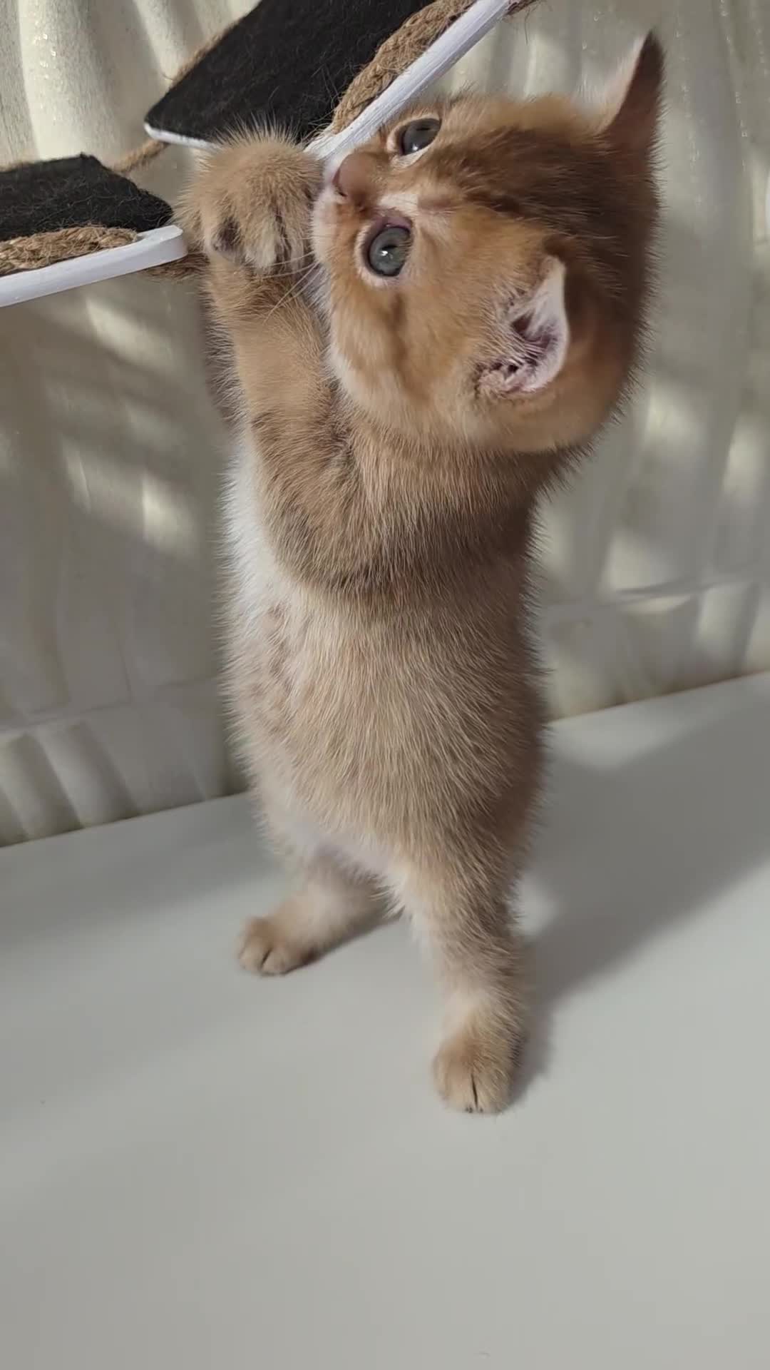 Scottish Fold cats for sale: EXCLUSIVE Golden-cinnamon Show quality. Best in UK - Video 1