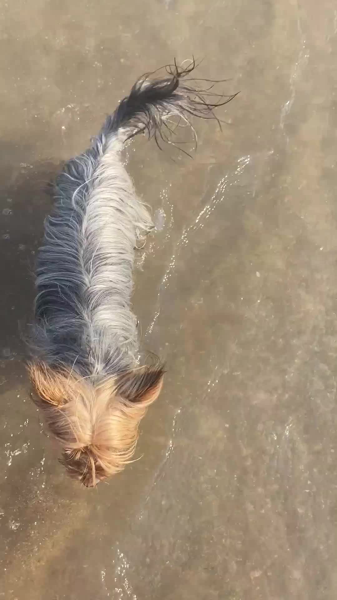 Mixed Breed dogs for sale: Yorkshire terierr x jack russel lovely puppies 🐶  - Video 2