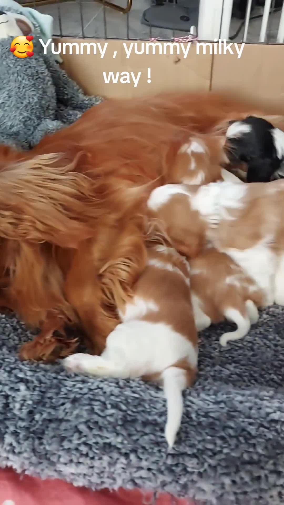 Cavalier King Charles Spaniel dogs for sale: GREAT QUALITY CKCS/DWKC REG/ DNA  in Wellingborough - Video 3