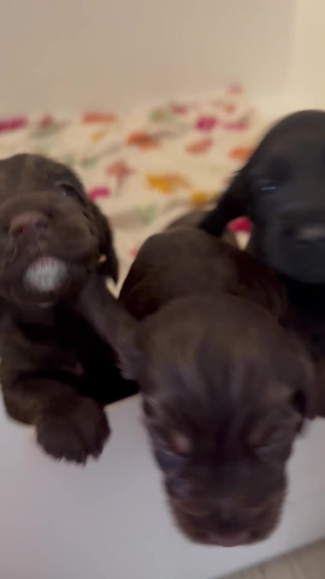Cockapoo dogs for sale: F1B cockapoo puppies - Video 1