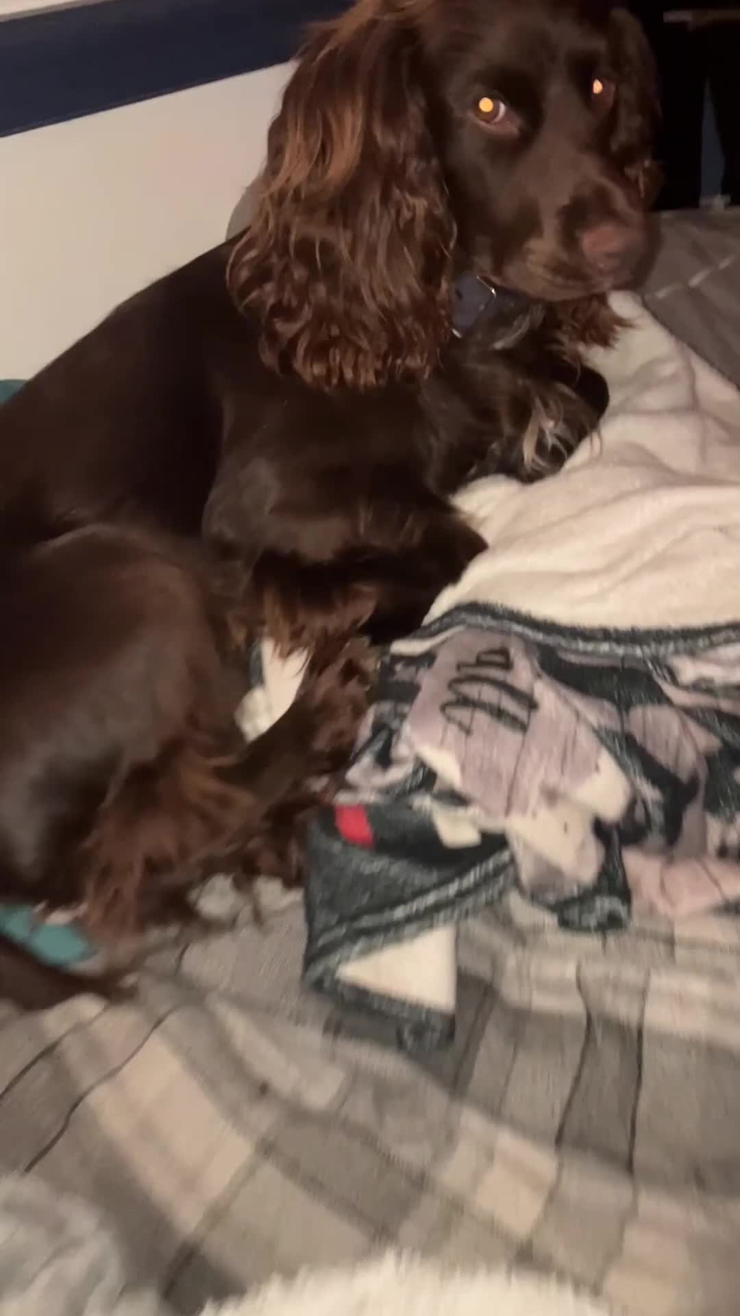 Cocker Spaniel dogs for sale: cocker spaniel puppies  - Video 5