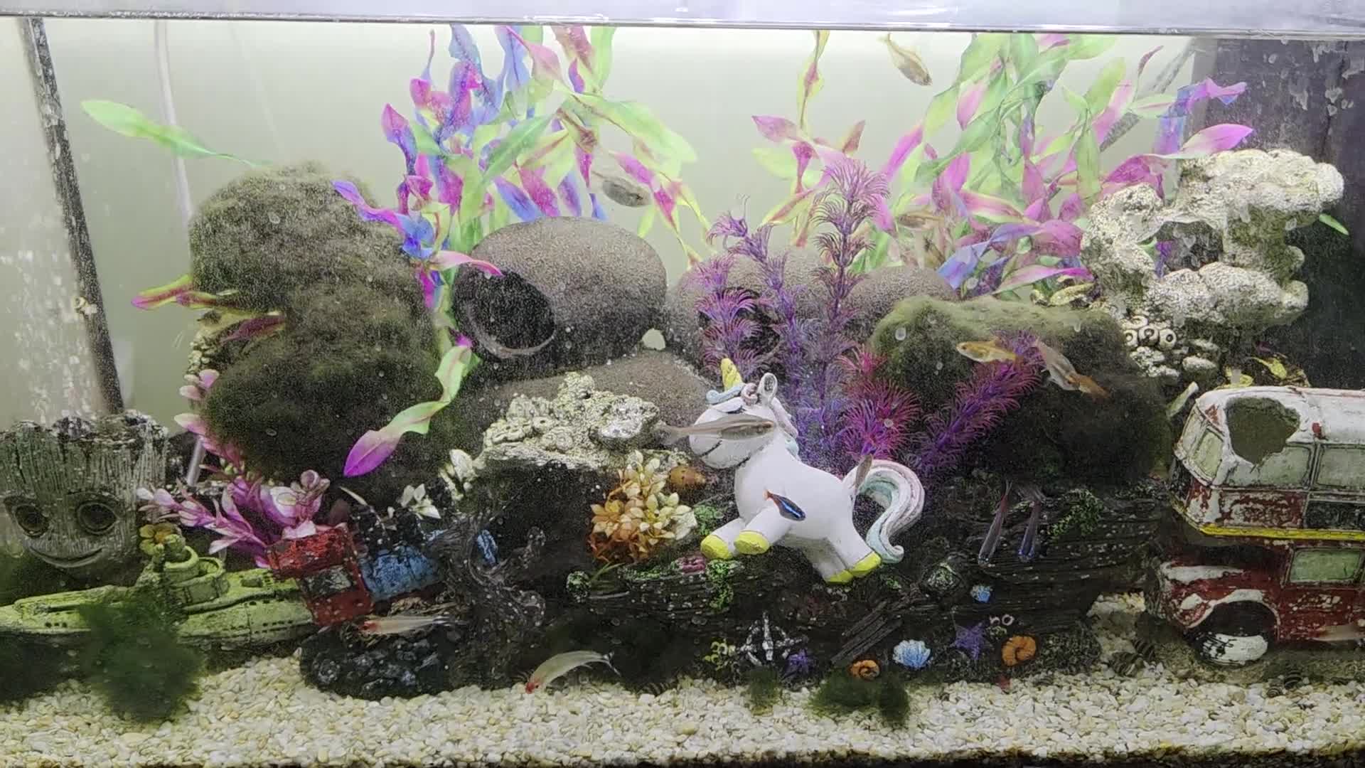 Tetras fish for sale: 🐟🦐🐌Various tropical fish, snails and shrimp in Milton Keynes - Video 1
