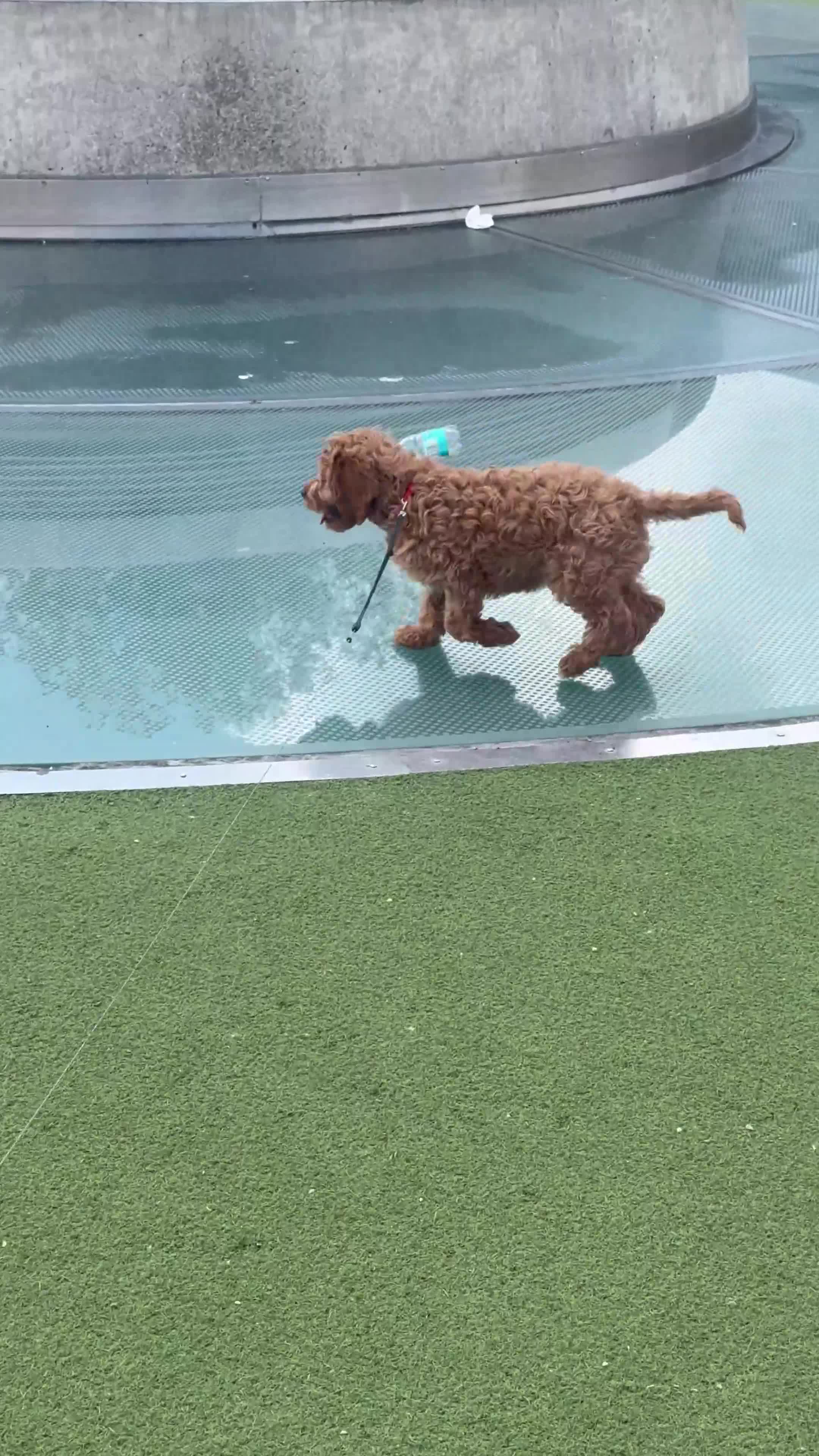 Cavapoo dogs for sale: Cavappo puppy for sale - Video 1