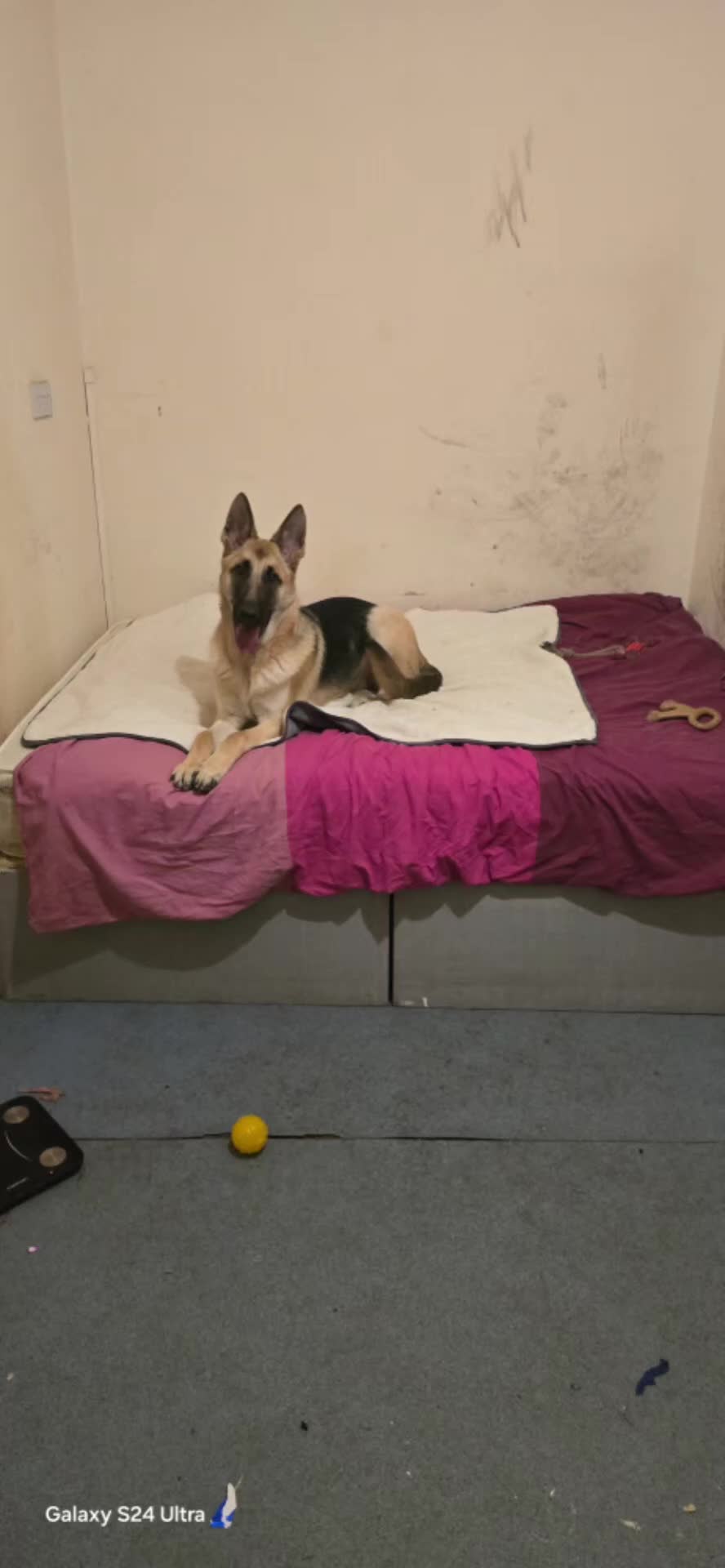 Golden Shepherd dogs for sale: German Shepherd/ Golden Shepherd 11 month old  - Video 1
