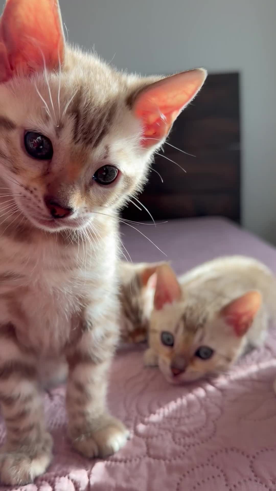 Bengal cats for sale: TICA-Pedigree Snow Lynx Bengal Kittens 🏆Active! - Video 2