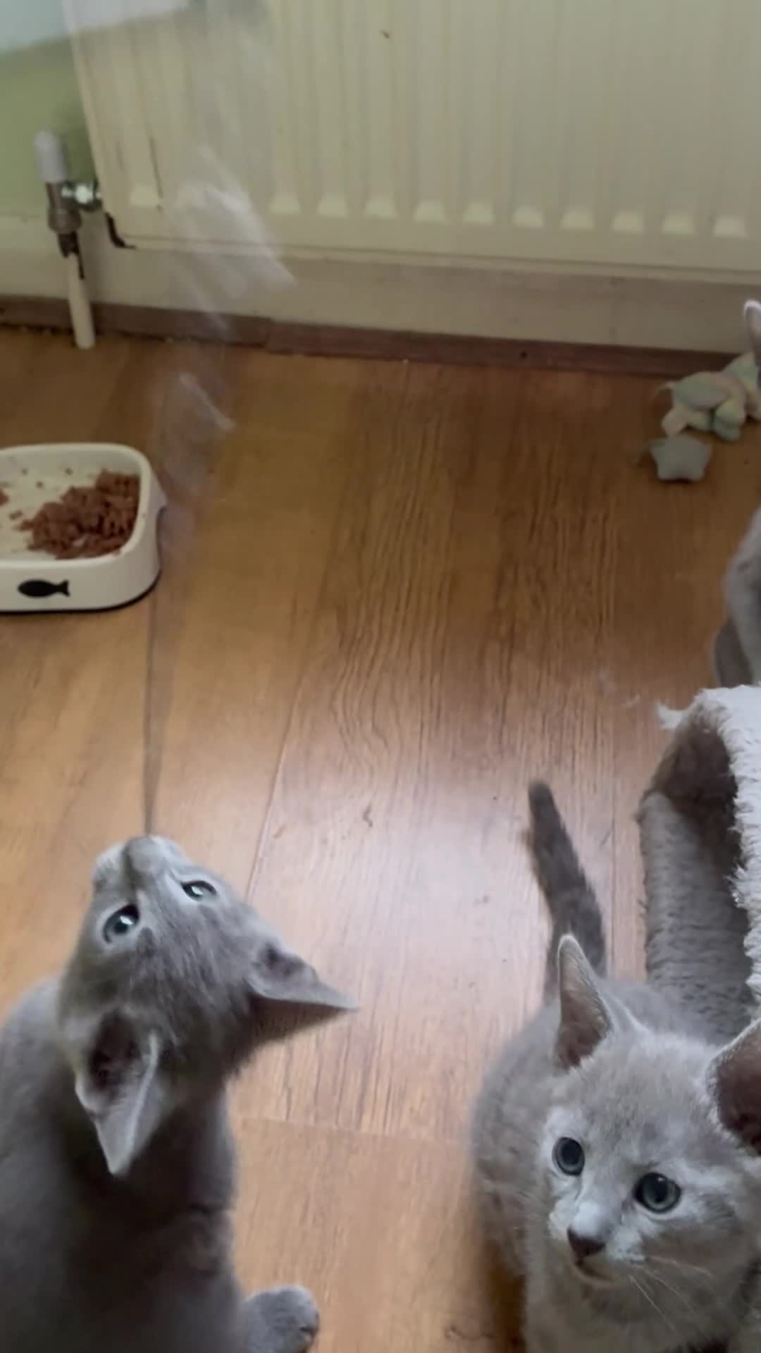 Russian Blue cats for sale: TICA 5* pedigree Russian blue kittens  - Video 1