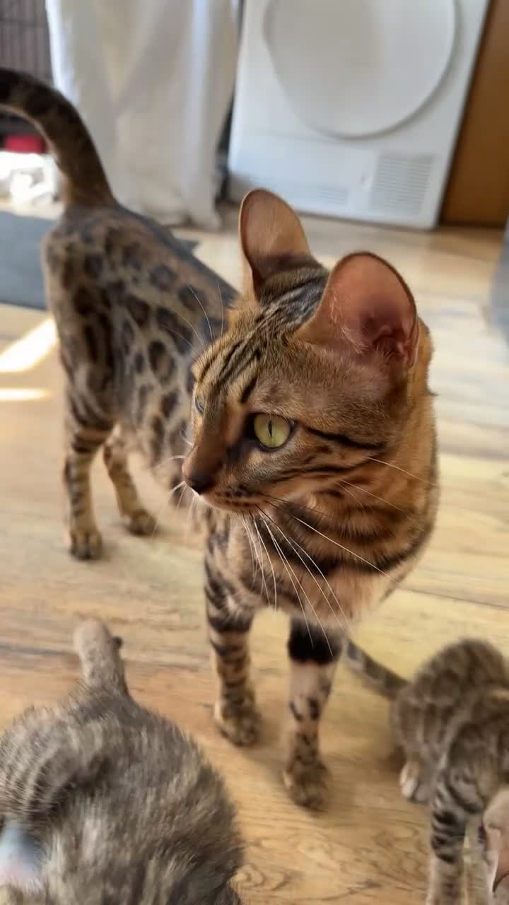 Bengal cats for sale: Pure breed bengals  - Video 1