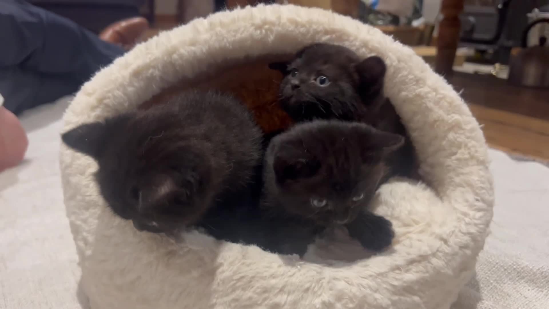 British Shorthair cats for sale: Black BSH x kittens  - Video 1