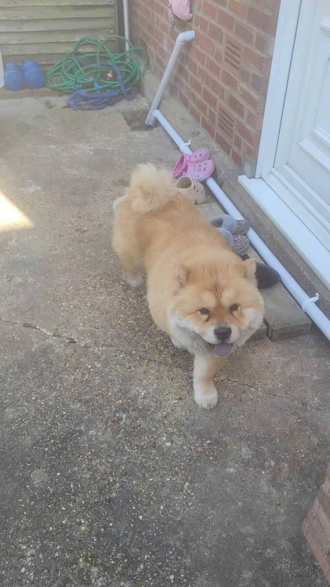Chow Chow dogs for sale: Female Chow Chow – 3 Years Old– Friendly & Healthy - Video 1