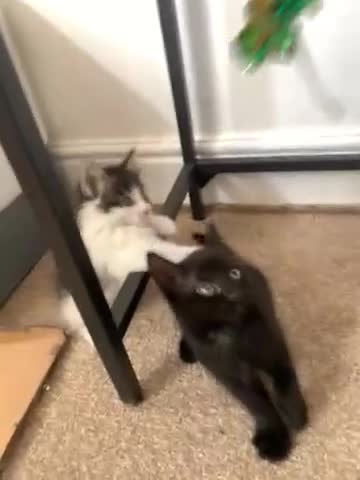 Mixed Breed cats for sale: Kittens  - Video 5