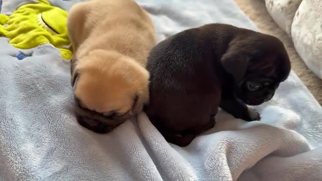 Pug dogs for sale: Stunning litter of boy pugs - Video 2