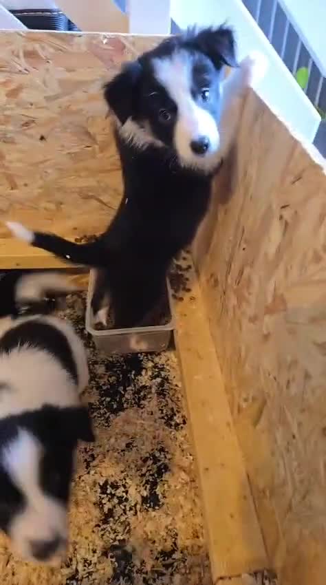 Border Collie dogs for sale: Border collie pups  - Video 1