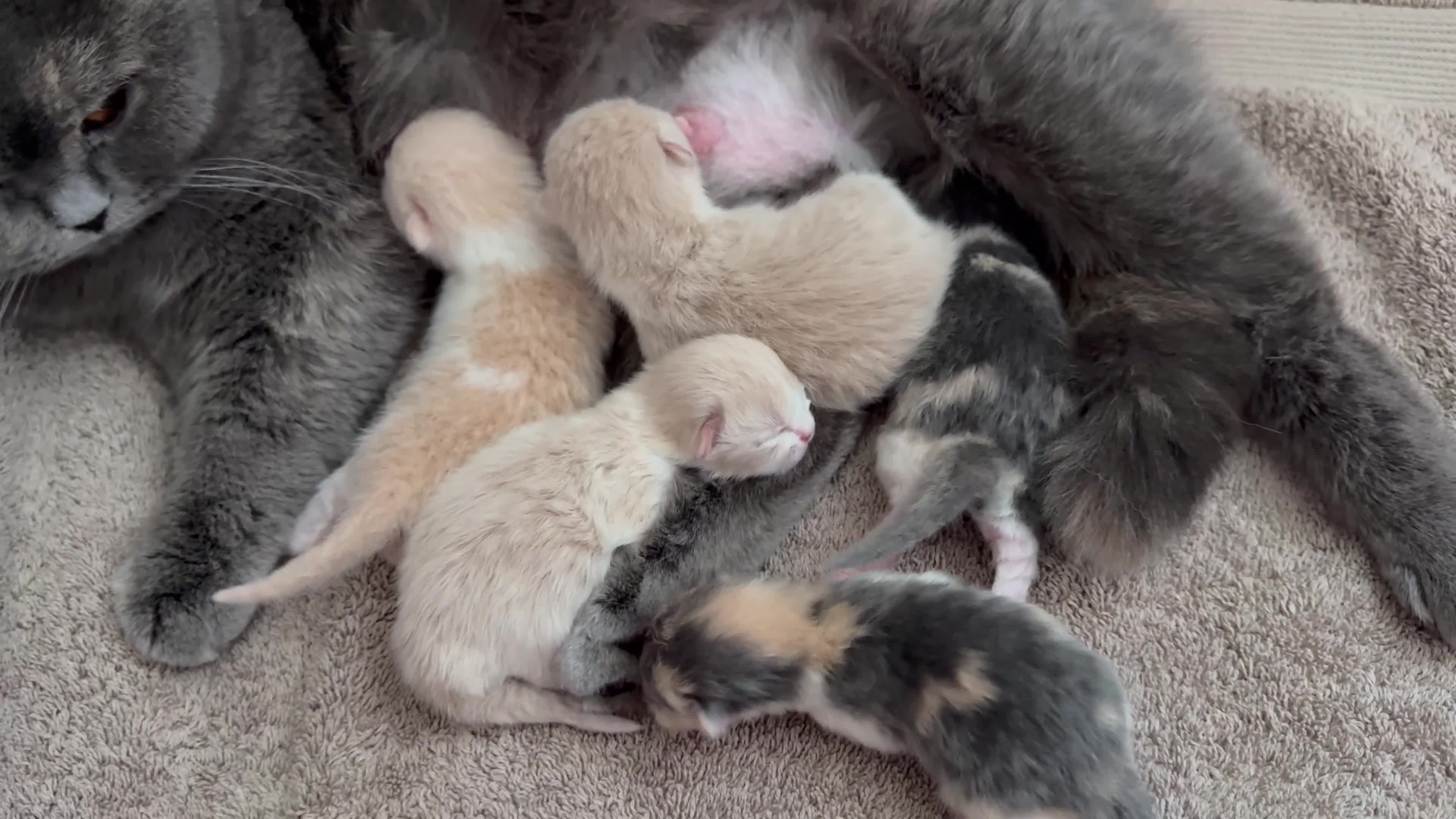 British Shorthair cats for sale: British Shorthair Kittens Cream & Tortoiseshell  - Video 2