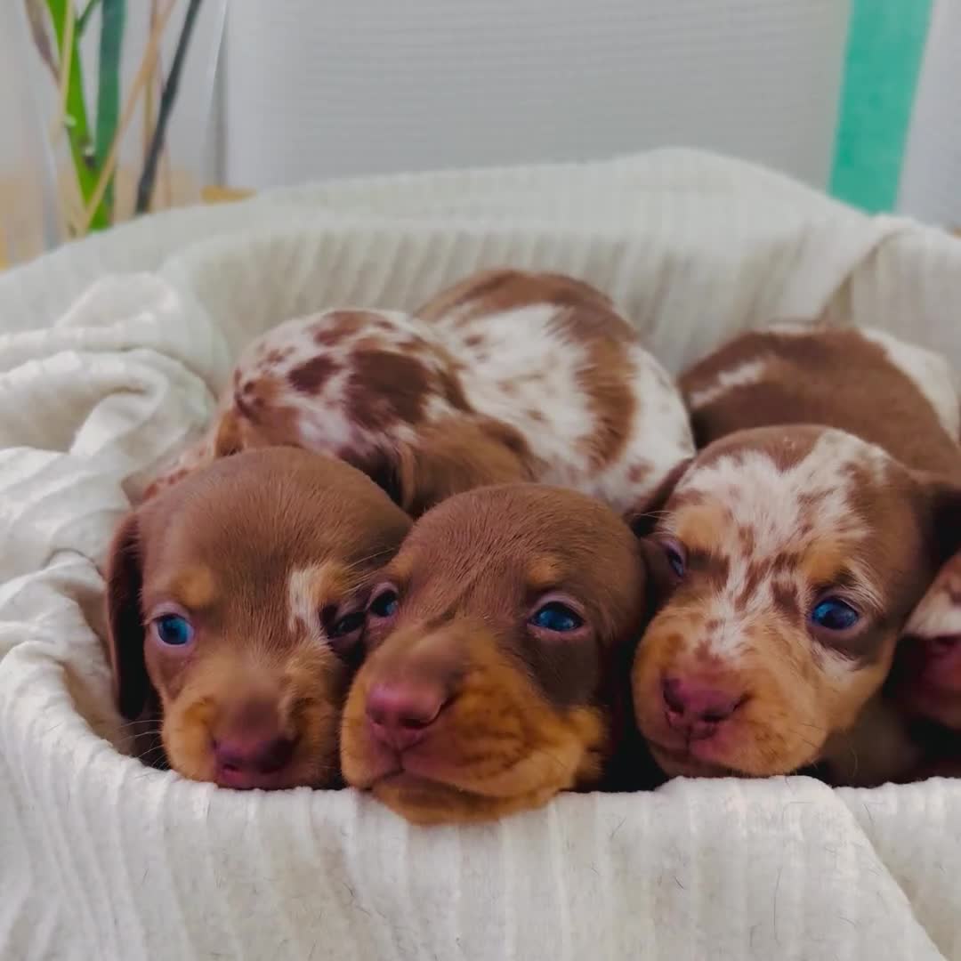 Miniature Dachshund dogs for sale: ⭐ Full Pedigree KC Registered Miniature Daschunds in Farnborough - Video 1