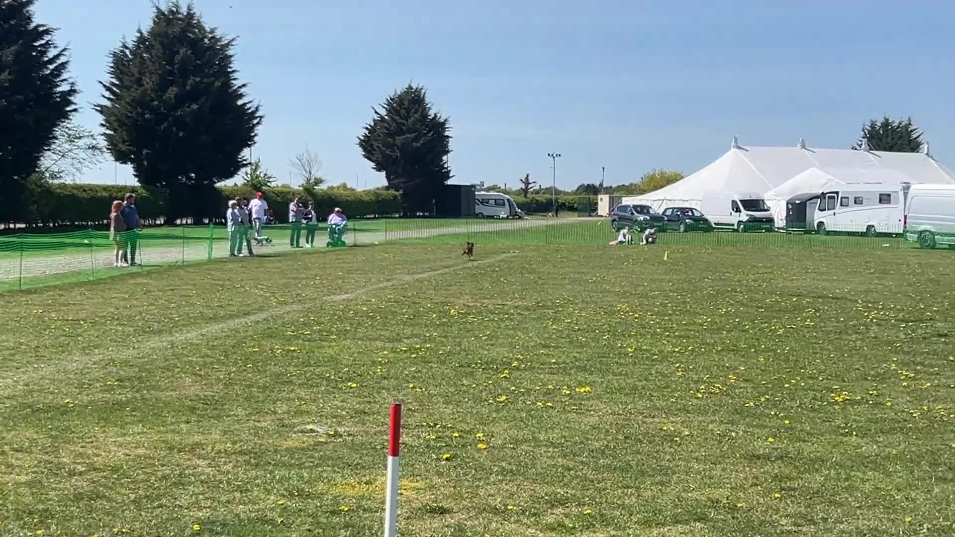 Cocker Spaniel dogs for stud: Athletic working cocker spaniel in Lincoln - Video 1