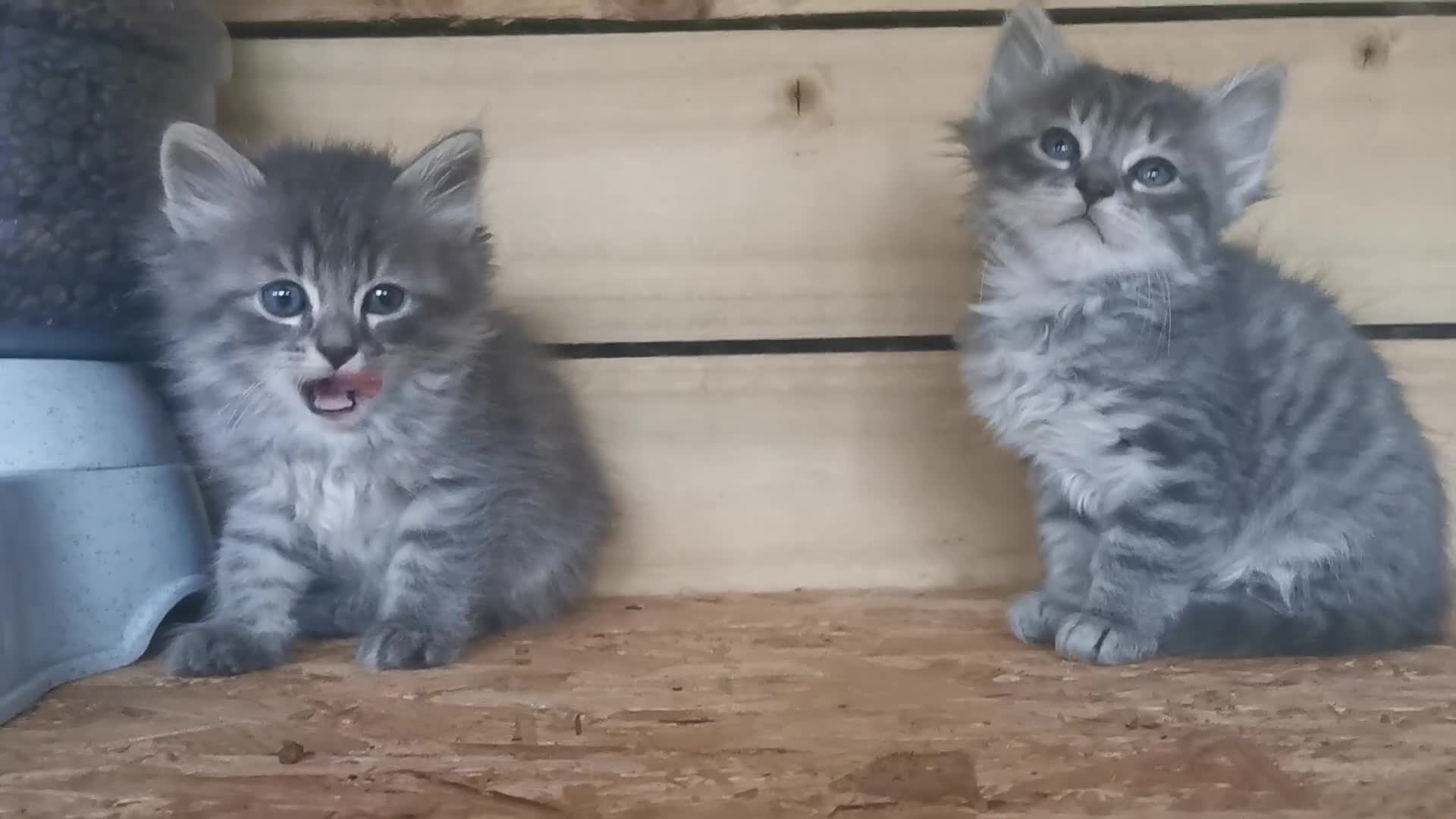 Siberian cats for sale: Registered, Unique Siberian kittens  - Video 2