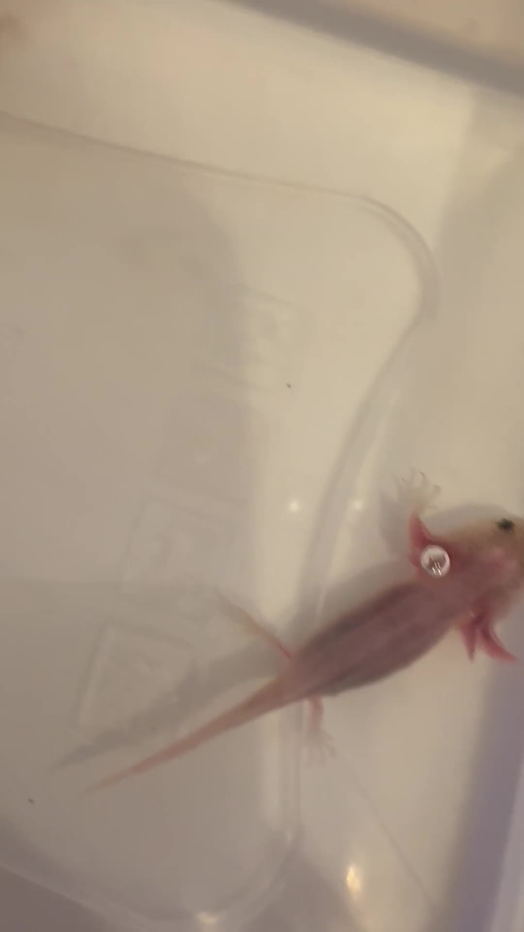 Axolotl reptiles for sale: Axolotl - Video 1