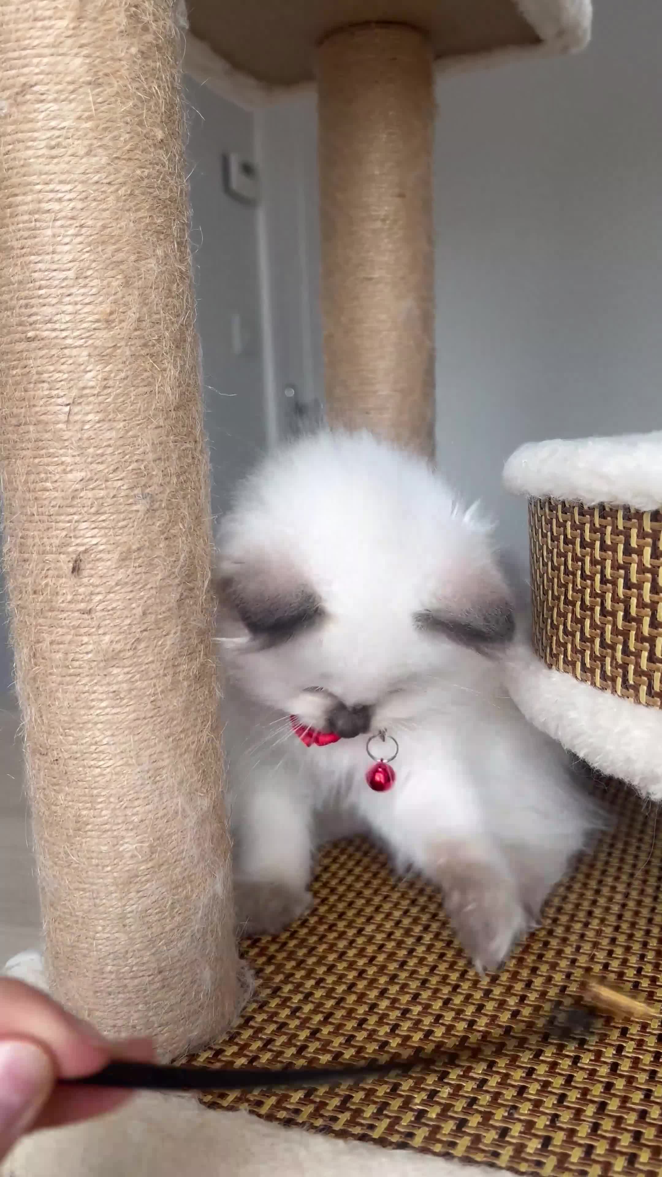 Ragdoll cats for sale: Registered Ragdoll kittens for sale - Video 5