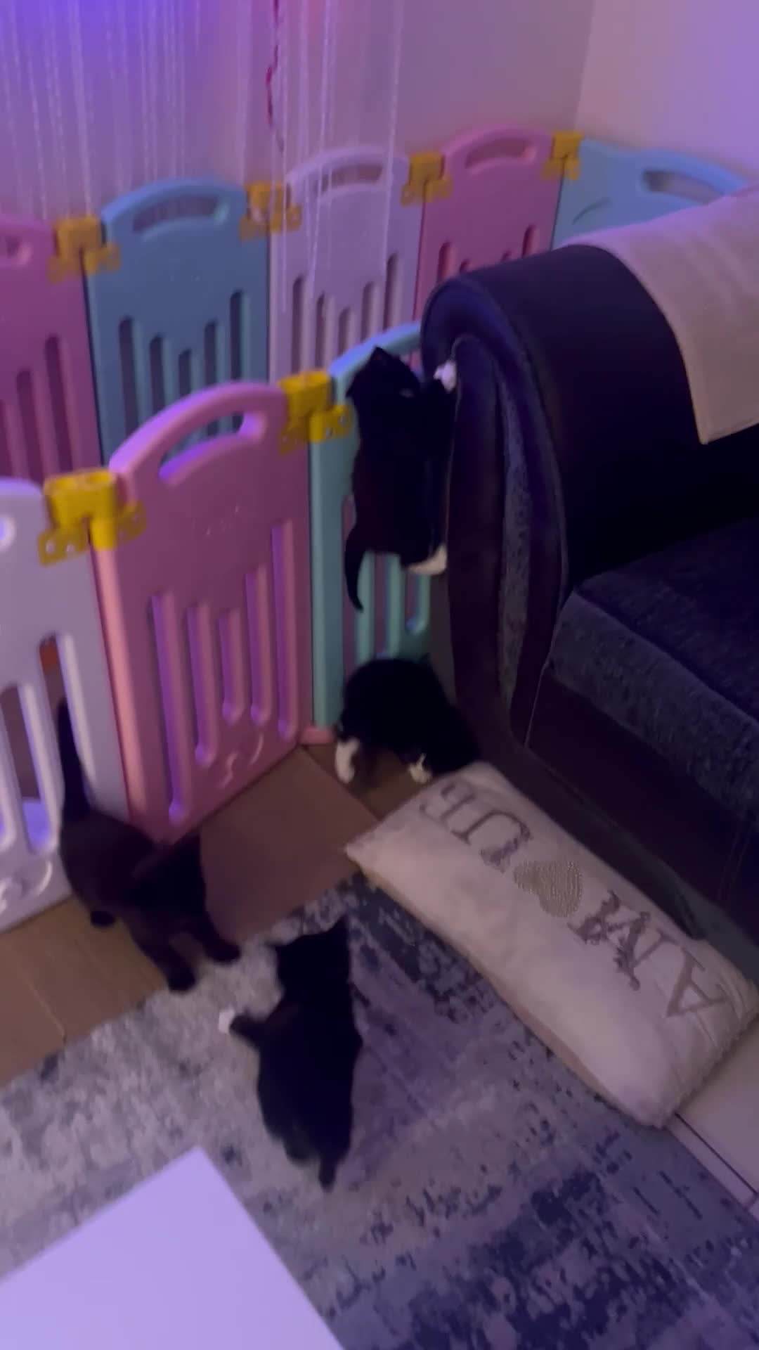 Maine Coon cats for sale: Main coon cross bread  - Video 1