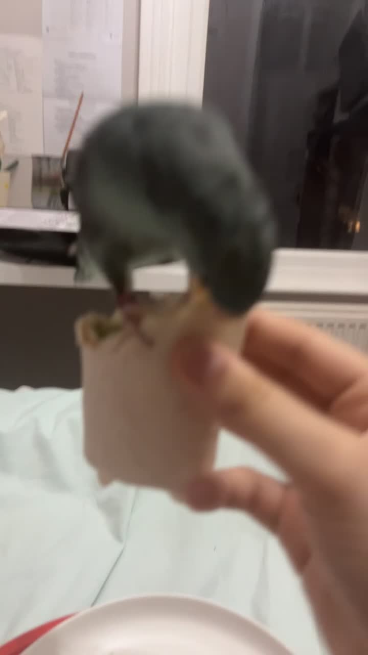 Parakeets birds for sale: Turquoise lineolated parakeet - Video 2