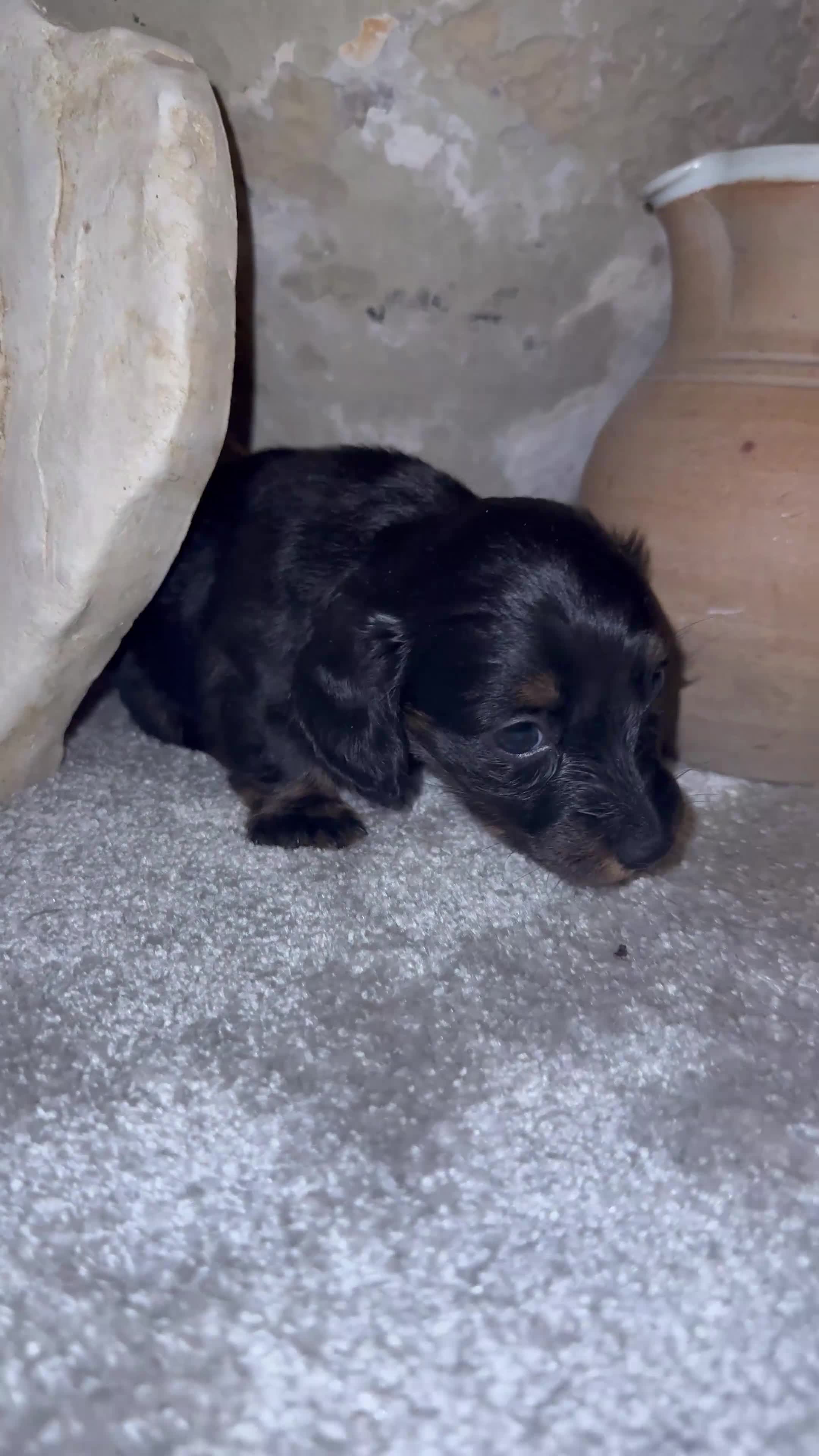 Miniature Dachshund dogs for sale: Sausage Puppies! - Video 3